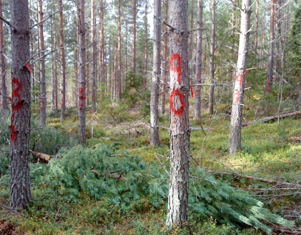 40 år gammalt avkommeförsök